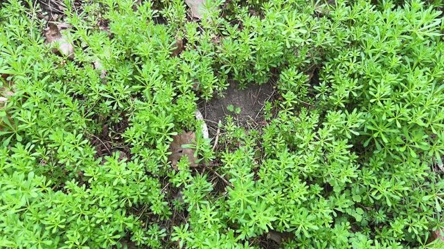 Glade overgrown with young Galium aparine at overcast day