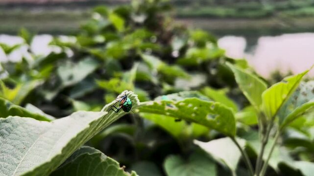 Jewel Beetle on a Green Leaf with a Soft Focus River Landscape Background