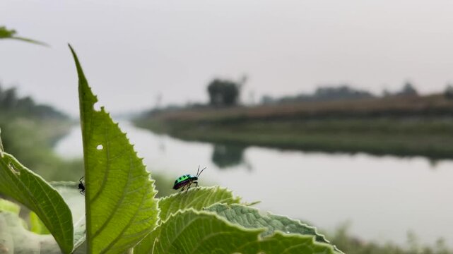 Jewel Beetle Perched on Green Leaves Overlooking a Peaceful River Landscape