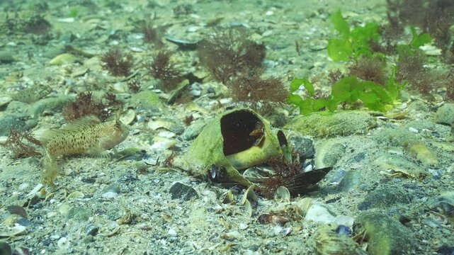 Tentacled blenny (Parablennius tentacularis) takes an interest in vacated housing, appreciating empty large seashell of Veined rapa whelk (Rapana venosa). Underwater scene