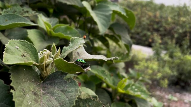 Macro Shot of a Shimmering Metallic Jewel Beetle on Green Foliage