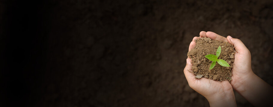 Green seedling growing from soil in hands with copyspace. Sustainable growth, green investment, agriculture, eco business, progress, ESG investing, future development, and environmental hope.