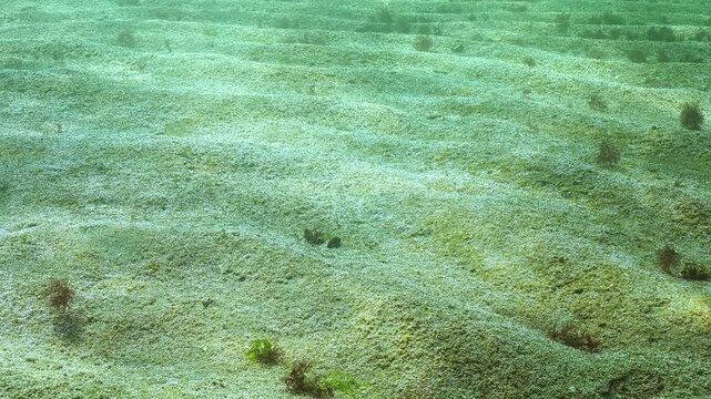 Photosynthesis process on sand in big colonies unicellular algae that release oxygen bubbles into water. Rapidly growing colony of microalgae that produces multiple tiny bubbles silvering on sunlit