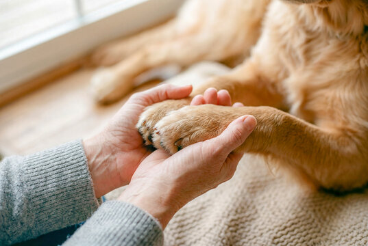 犬の前足を両手で包む手元