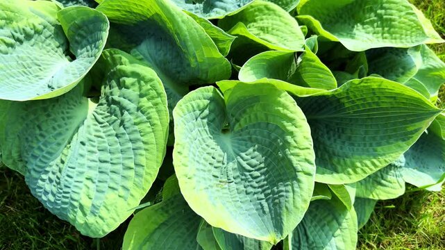 Lush Green Leaves of Hosta Plant Showcasing Unique Textures in Vibrant Garden Setting