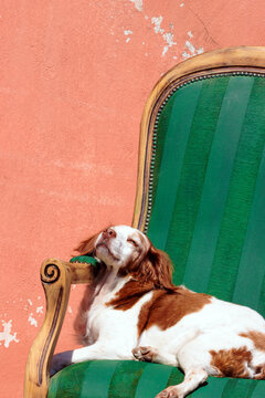 Cute sleeping dog resting on a green armchair outdoors