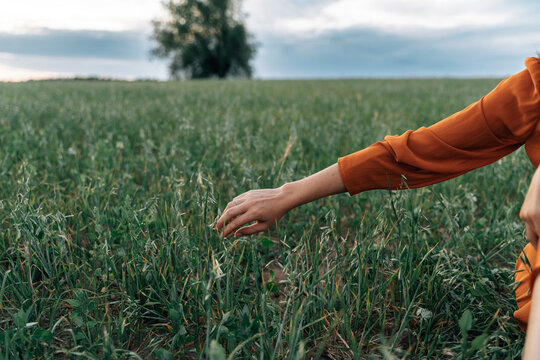 Hand touching corn plant growing in field