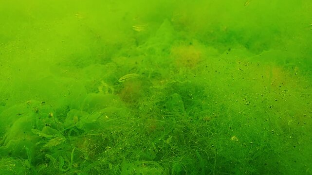 Group of wrasses fish swims among branching filamentous green algae, in fluffy green carpet woven from finest threads of Cladophora, Reticulated weed illuminated by sunlight