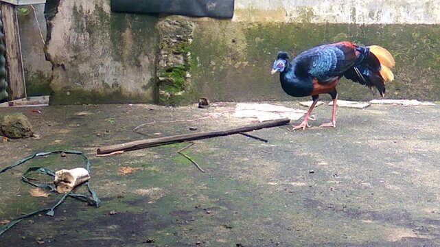 A vibrant male Crested Fireback pheasant (Lophura ignita) with distinctive blue facial skin foraging for mealworms on a mossy concrete surface in a captive aviary setting