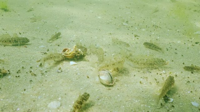 Group of young, small Black Goby (Gobius niger) scurry around mollusc shells on sandy seabed in shallow water, tearing them apart and raising clouds of sand. Scene of marine life in coastal water
