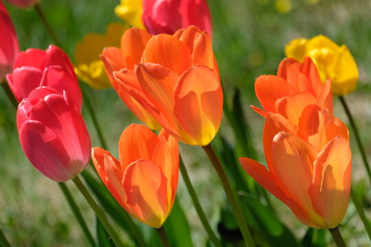 Tulips . Tulpen