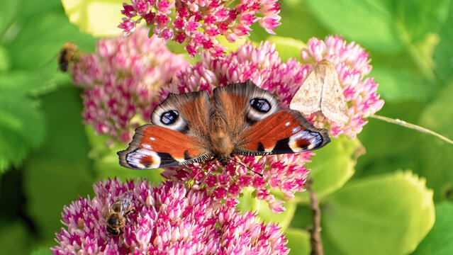 Peacock butterfly (Aglais io) and small moth feeding together on pink Sedum flowers.