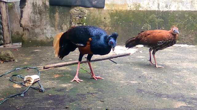 A clear view of the striking differences between the blue male and brown female Crested Fireback pheasants as they forage together