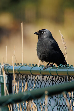 Jackdaw on fence 