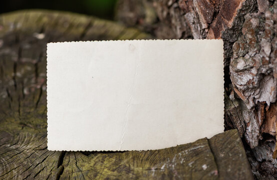 Vintage empty paper on the old wooden bark texture of tree