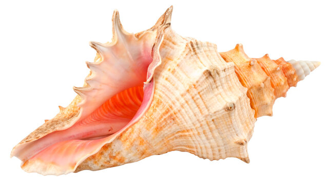 Unique seashell queen conch- shell specimen isolated on transparent background cut out