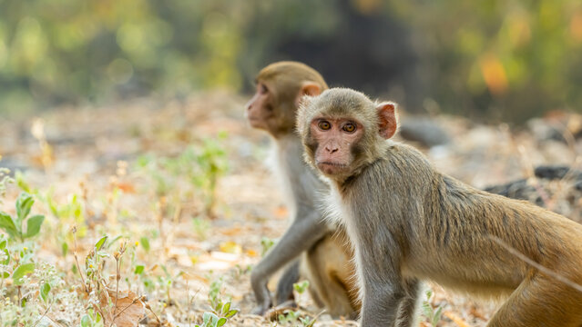 Two Rhesus Macaque Monkeys Sitting on the Dry Forest Ground with One Looking at the Camera