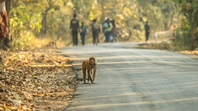 Full Body Shot of a Rhesus Macaque Monkey Standing on an Empty Forest Road Looking at Camera