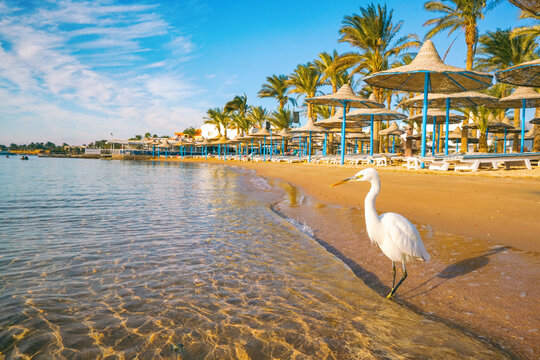 Panoramic nature view of a white egret standing at the water's edge on a sunny Egypt beach. The background features golden sand, straw umbrellas, and palm trees under a bright blue sky.