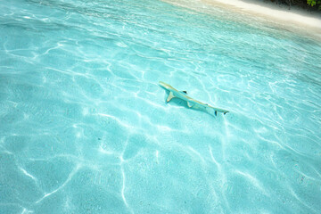 Naklejka premium Nature-themed top view of a small blacktip reef shark swimming in crystal clear turquoise water over a sandy seabed. A bright and serene aquatic scene captured in the Maldives.