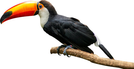 Fototapeta premium Toucan Isolated On Transparent Background