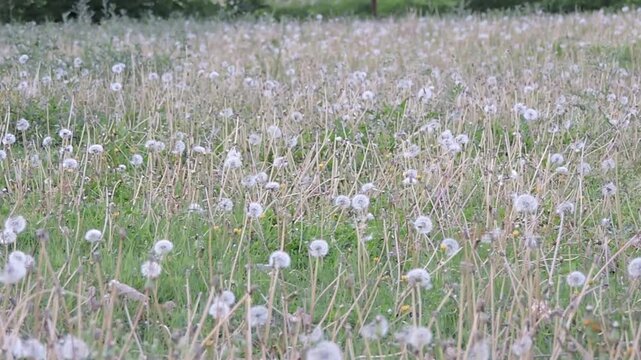 a meadow filled with dandelion seed heads, commonly known as dandelion clocks