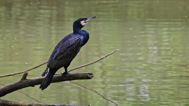 The great cormorant, Phalacrocorax carbo known as the great black cormorant across the Northern Hemisphere, the black cormorant in Australia and the black shag further south in New Zealand