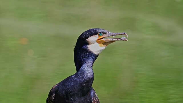 The great cormorant, Phalacrocorax carbo known as the great black cormorant across the Northern Hemisphere, the black cormorant in Australia and the black shag further south in New Zealand