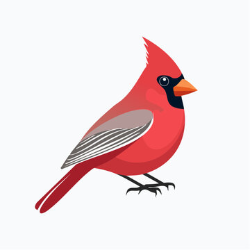 Illustration of a Red Cardinal Bird