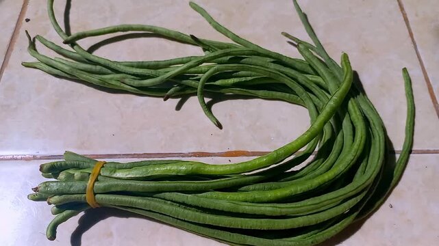 A bunch of fresh green long beans tied with a yellow rubber band on a floor tile. Organic yardlong beans, healthy raw vegetable, high protein ingredient for Asian cuisine.