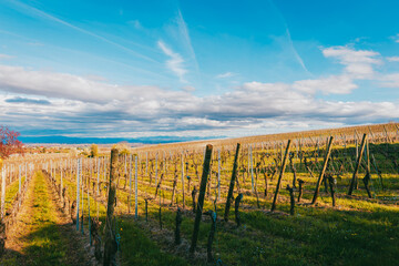 Obraz premium Lush Alsace vineyard with green leaves in afternoon spring light in Alsace Wine Region