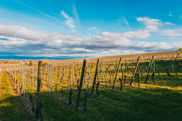 Fototapeta premium Alsatian vineyard with Vosges mountain backdrop near Riquewihr wine route
