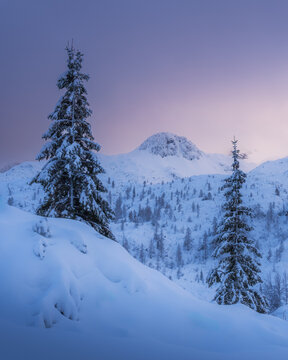 View of two snow-laden firs piercing a pristine white landscape, crowned by a rugged peak under a delicate lavender sky, Bohinjsko jezero, Radovljica, Slovenia.