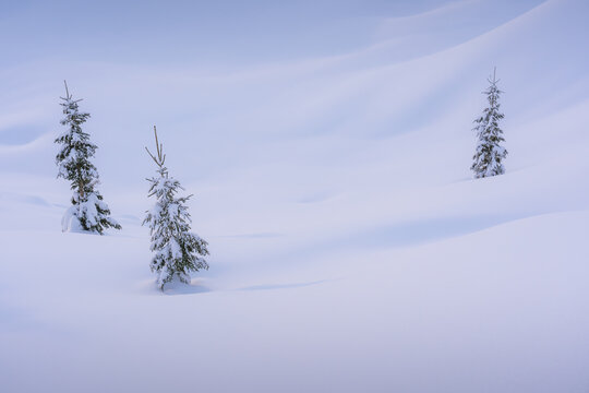 View of three solitary snow-laden evergreen trees piercing the pristine, undulating white landscape under a soft, diffused sky, Bohinjsko jezero, Radovljica, Slovenia.