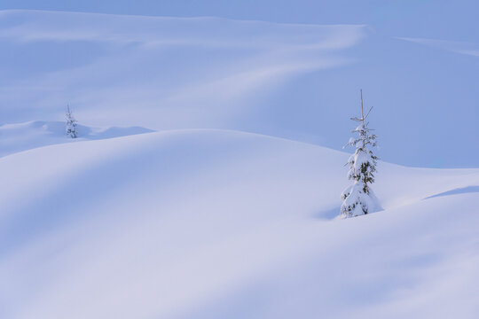 View of a pristine, undulating snowscape with two small, snow-laden evergreen trees standing solitary under a pale blue sky, Bohinjsko jezero, Radovljica, Slovenia.