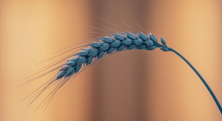 Obraz premium Single blue ear of wheat stalk curved against a warm amber background for organic product packaging, minimalist bakery branding and contemporary natural decoration
