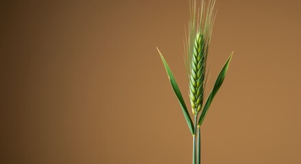 Obraz premium Single green ear of wheat standing against a warm tan background for organic bakery branding, artisanal flour packaging and natural food product design with copy space