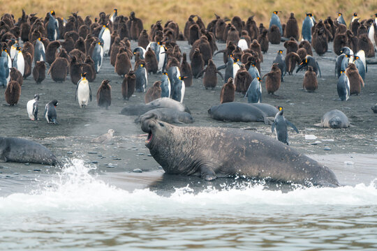 View of a large southern elephant seal roaring on a dark sand beach among a colony of king penguins and their chicks at Gold Harbour South Georgia and the South Sandwich Islands.