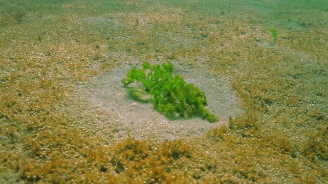 Single patch on sandy bottom with Sea Lettuce green seaweed, Ulva growing surrounded by big colony of unicellular algae synthesizing vast quantity of microscopic gas bubbles sparkling in sunshine