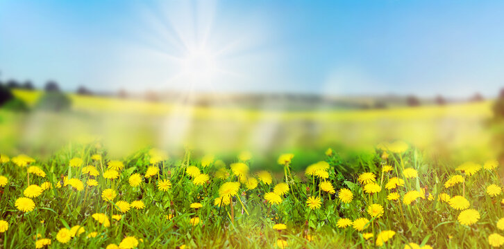 Nature background with blossoming dandelions . Dandelions flowers blossoms in sunlight