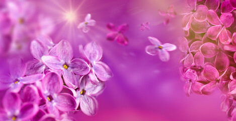 Beautiful lilac flowers bunch background