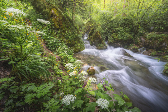 View of a serene forest stream with vibrant emerald foliage, delicate white blossoms, and rushing white waters under dappled sunlight, Stahovica, Kamnik, Slovenia.