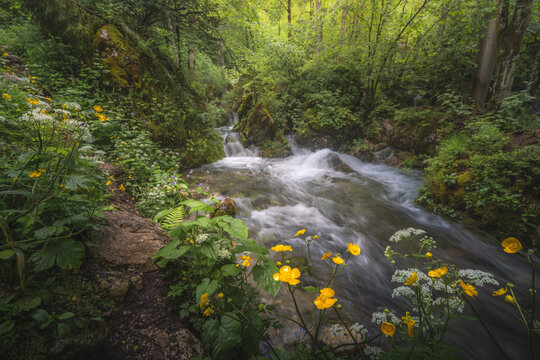 View of a serene forest stream cascading over mossy rocks, framed by vibrant green foliage and delicate yellow wildflowers, Stahovica, Kamnik, Slovenia.
