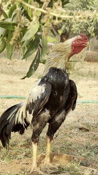 Close Up of Village Rooster and Hen Pecking Food on Dry Soil, Free Range Country Chickens Feeding Outdoors in Rural Farmyard, Poultry Farming and Agriculture Stock Video Footage