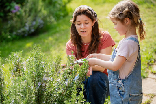 Little girl and her mother pruning fresh rosemary bushes with shears in summer garden