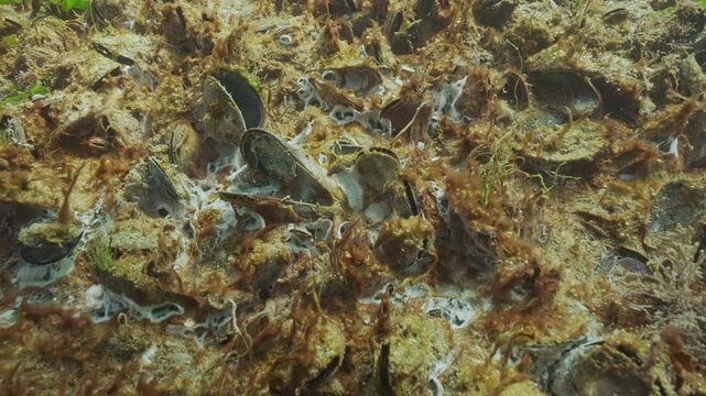 Close-up of dying colony of mussels covered with mucous brown coating of with gas bubbles (cyanobacteria), and whitish film similar to marine mold (Fungal mycelium), this is hypereutrophic zone