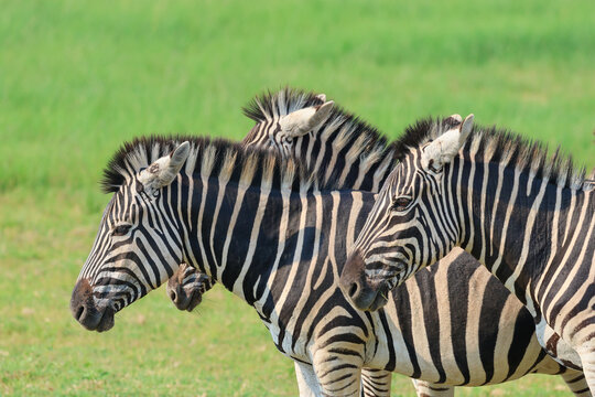 View of three strikingly striped zebras standing alertly in a vibrant green field, their contrasting patterns a marvel of nature, Kruger Park, South Africa.