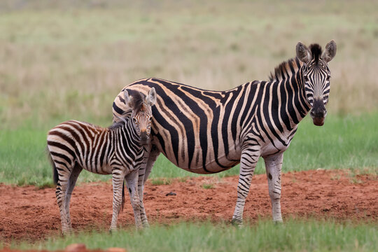 View of an adult zebra and its foal, their striking black and white stripes contrasting with green grass and red earth, Kruger Park, South Africa.