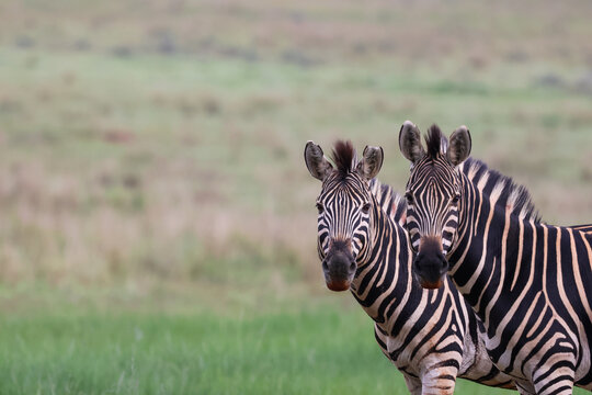 View of two striking zebras with bold black and white stripes and textured manes, looking directly forward from a soft, muted green grassy expanse, Kruger Park, South Africa.