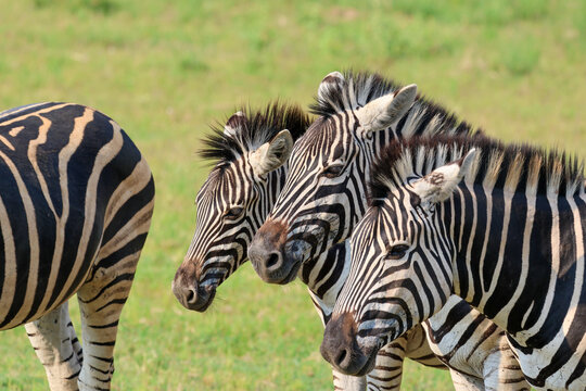 View of three zebras with bold black and white stripes standing alertly in a sun-drenched green savanna, Kruger Park, South Africa.